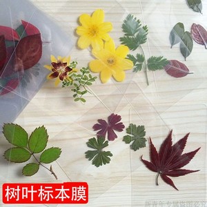 5寸冷裱膜照片标本树叶书签塑封防水护卡DIY